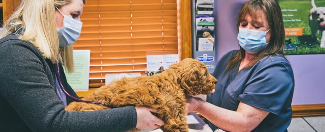  Comprehensive Guide to 1st Pet Vet Center Mesa: Your Trusted Veterinary Care in Mesa