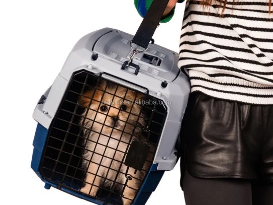 Pet Travel on American Airlines: Your Ultimate Guide to Safe and Comfortable Air Travel for Your Furry Friends