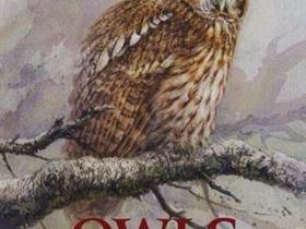 Owls as Pets: The Ultimate Guide to Owning Owls in California