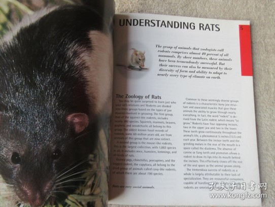 Top 5 Rats Breeds For Pets: Which Rats Make The Best Companions?