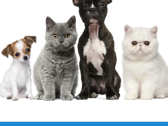 ## Discover the Best Pet Shop Naples: Your One-Stop Destination for Happy and Healthy Pets