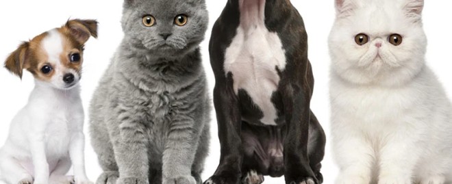 ## Discover the Best Pet Shop Naples: Your One-Stop Destination for Happy and Healthy Pets